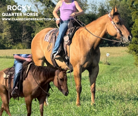 ROCKY, American Quarter Horse Gelding for sale in Kentucky