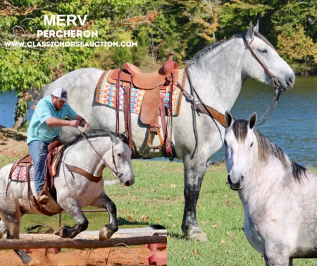 MERV, Percheron Gelding for sale in Kentucky