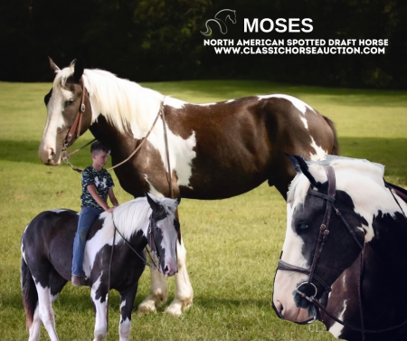 MOSES, Draft Gelding for sale in Kentucky