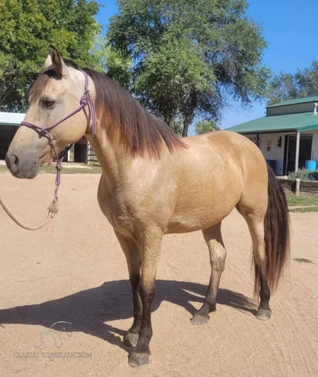 ROWDY, Missouri Fox Trotting Horse Gelding for sale in Kansas