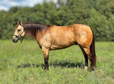 GENTRY, American Quarter Horse Gelding for sale in Missouri