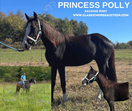 PRINCESS POLLY, Racking Horse Mare for sale in Kentucky