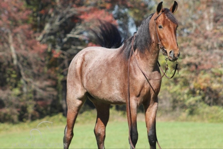 DUDLEY, Tennessee Walking Horses Gelding for sale in Kentucky