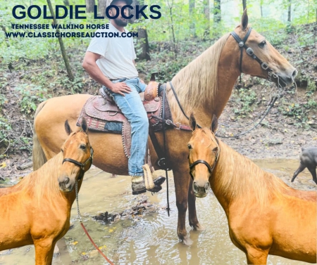 GOLDIE LOCKS , Tennessee Walking Horses Mare for sale in Kentucky