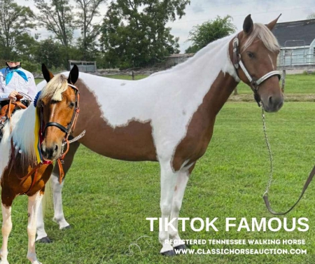 TIKTOK, Tennessee Walking Horses Mare for sale in Tennessee