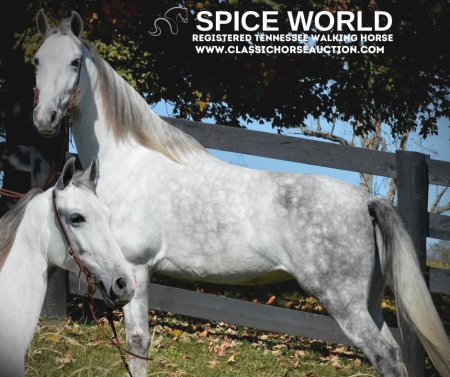 SPICE WORLD, Tennessee Walking Horses Mare for sale in Kentucky