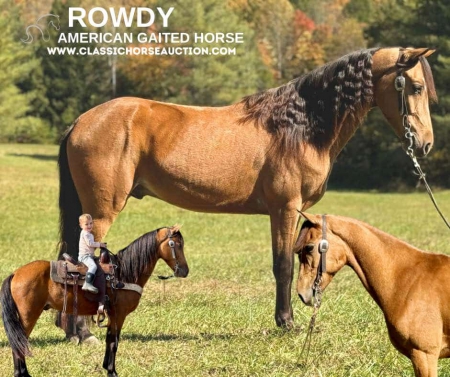 ROWDY, Tennessee Walking Horses Gelding for sale in Kentucky