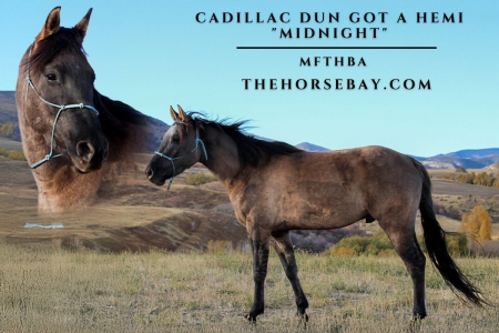 Grulla Missouri Foxtrotter (MFTHBA) Gelding - Available on Thehorsebay.com, Missouri Fox Trotting Horse Gelding for sale in Utah