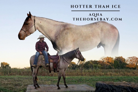 Bay Roan AQHA Stallion - Available on Thehorsebay.com, American Quarter Horse Stallion for sale in Indiana