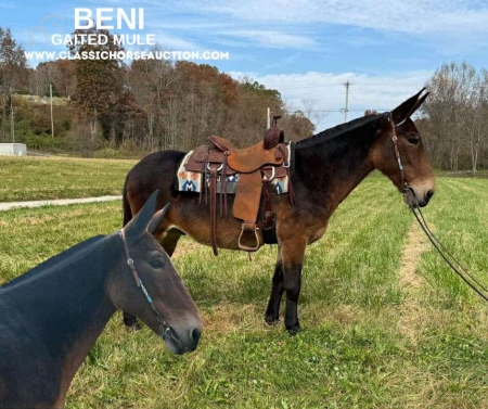 BENI, Mule Gelding for sale in Kentucky