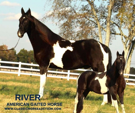 RIVER, Tennessee Walking Horses Gelding for sale in Tennessee