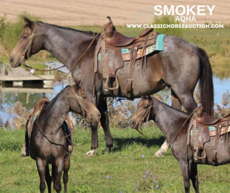 SMOKEY, American Quarter Horse Gelding for sale in Illinois