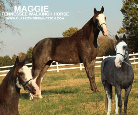 MAGGIE, Tennessee Walking Horses Mare for sale in Tennessee