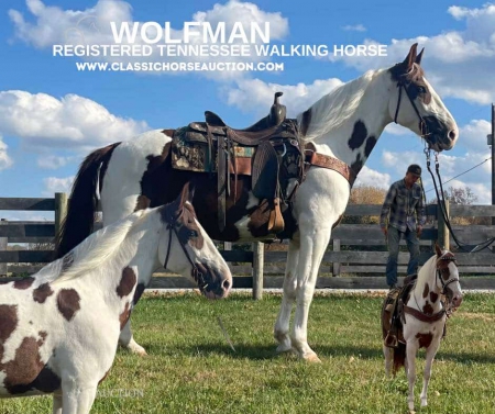 WOLFMAN, Tennessee Walking Horses Gelding for sale in Ohio