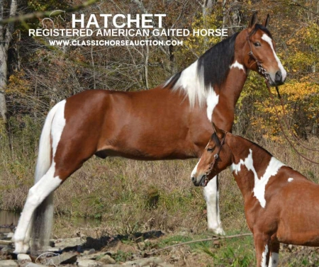 HATCHET, Tennessee Walking Horses Gelding for sale in Kentucky