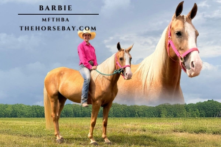 Palomino Missouri Foxtrotter Mare (MFTHBA), Missouri Fox Trotting Horse Mare for sale in Illinois