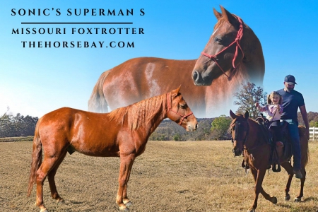 Sorrel Missouri Foxtrotter (MFTHBA) Gelding - Available on Thehorsebay.com, Missouri Fox Trotting Horse Gelding for sale in Missouri