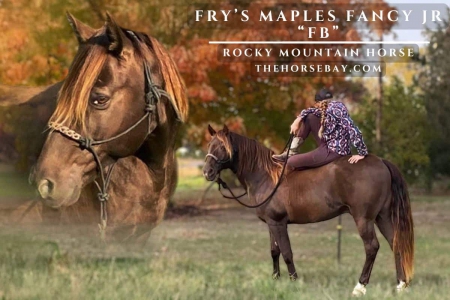 Chocolate Rocky Mountain (RMHA) Gelding For Sale On Thehorsebay.com, Rocky Mountain Gelding for sale in Wisconsin