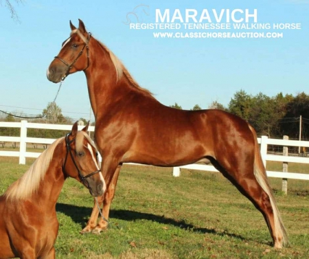 MARAVICH, Tennessee Walking Horses Gelding for sale in Tennessee