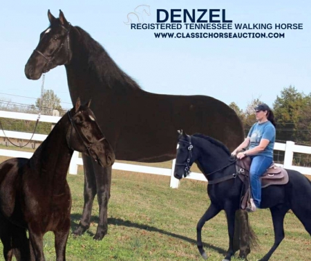 DENZEL, Tennessee Walking Horses Gelding for sale in Tennessee