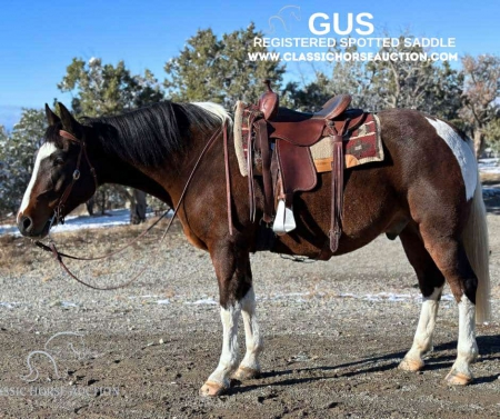 GUS, Spotted Saddle Gelding for sale in Colorado