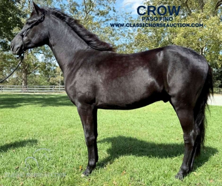 CROW, Paso Fino Stallion for sale in Mississippi