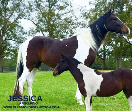 JESSICA, Paso Fino Mare for sale in Mississippi