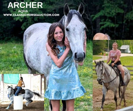 ARCHER, American Quarter Horse Gelding for sale in Tennessee