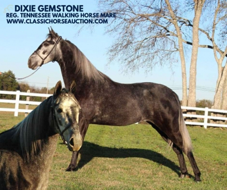 DIXIE GEMSTONE, Tennessee Walking Horses Mare for sale in Tennessee