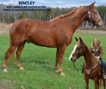 BENTLEY, Tennessee Walking Horses Gelding for sale in Missouri