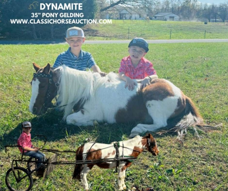 DYNAMITE, Ponies Gelding for sale in Kentucky