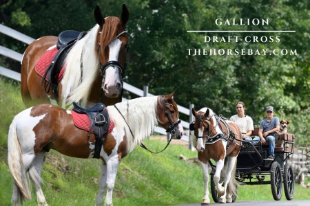 Sorrel & White Draft X Gelding - Available on Thehorsebay.com, Draft Gelding for sale in Ohio