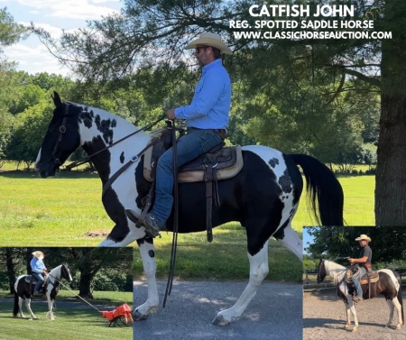 CATFISH JOHN, Spotted Saddle Gelding for sale in Maryland