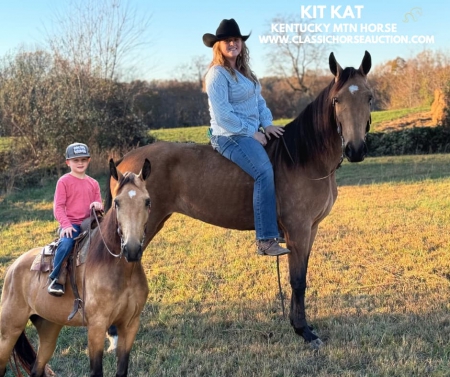 KIT KAT, Kentucky Mountain Saddle Horse Mare for sale in Missouri