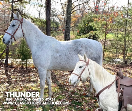 THUNDER, Tennessee Walking Horses Gelding for sale in Kentucky