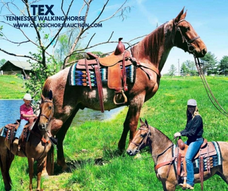 TEX, Tennessee Walking Horses Gelding for sale in Kentucky