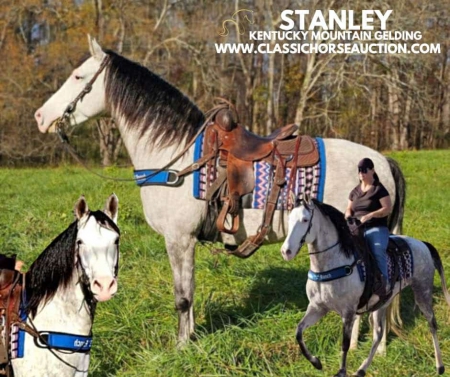 STANLEY, Kentucky Mountain Saddle Horse Gelding for sale in Kentucky