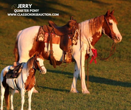 JERRY, Quarter Pony Gelding for sale in Texas