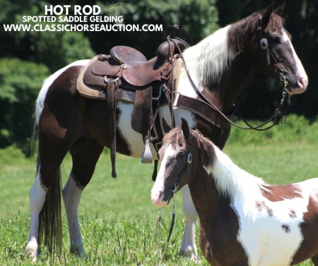 HUNTER, Spotted Saddle Gelding for sale in Kentucky