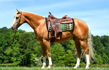 Adorable Gelding Quarter horse (Dior) , American Quarter Horse Gelding for sale in California