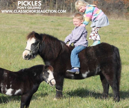 PICKLES, Ponies Gelding for sale in Illinois