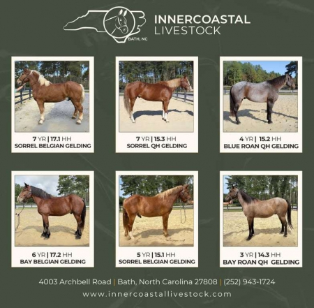 Horses For Sale, Other Gelding for sale in North Carolina