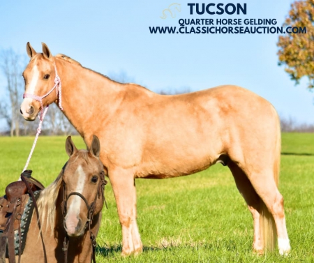 TUSCON, Quarter Horse Cross Gelding for sale in Kentucky