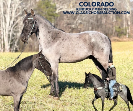 COLORADO, Kentucky Mountain Saddle Horse Gelding for sale in Kentucky