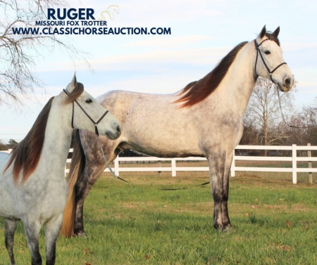 RUGER, Missouri Fox Trotting Horse Gelding for sale in Tennessee