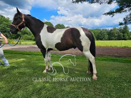 TAXI, Tennessee Walking Horses Gelding for sale in Pennsylvania