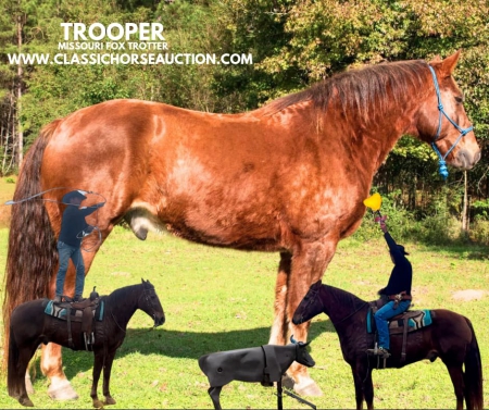 TROOPER, Missouri Fox Trotting Horse Gelding for sale in Louisiana