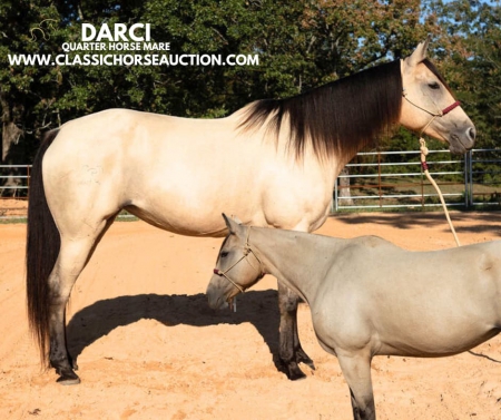 DARCI, American Quarter Horse Mare for sale in Arkansas