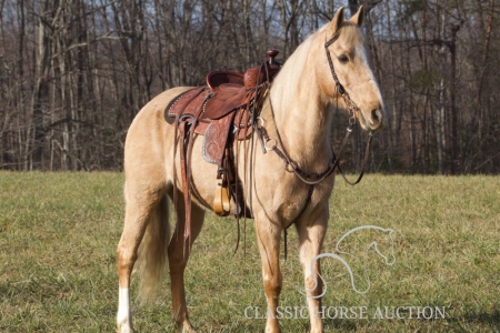 LEROY, Kentucky Mountain Saddle Horse Gelding for sale in Kentucky