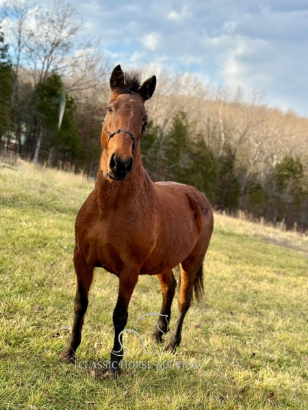 DIAMOND, Tennessee Walking Horses Mare for sale in Missouri